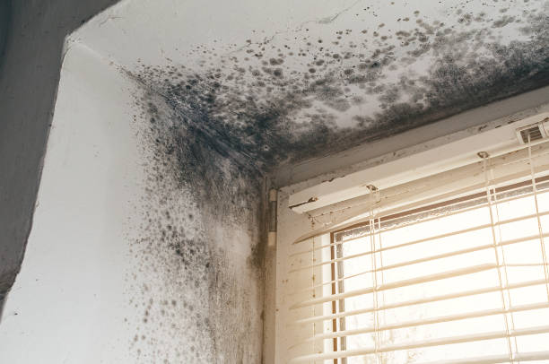 Trusted Mold Removal service in Perkasie, PA - Cheap Mold Removal