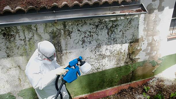 Trusted Attic Mold Removal service in Perkasie, PA - Cheap Mold Removal